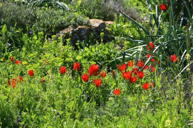 Israil devletinin kuzeyinde bahar bitkiler ve çiçekler 