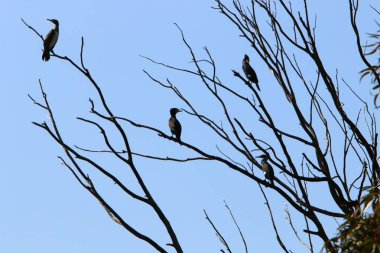 Israil devletinin kuzeyinde bahar bitkiler ve çiçekler 