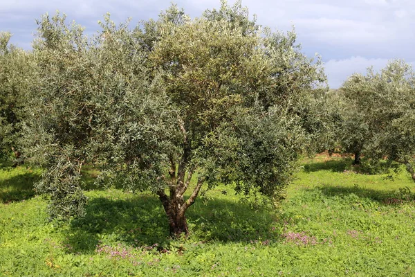 Rośliny Wiosenne Kwiaty Północnej Części Stanu Izrael — Zdjęcie stockowe