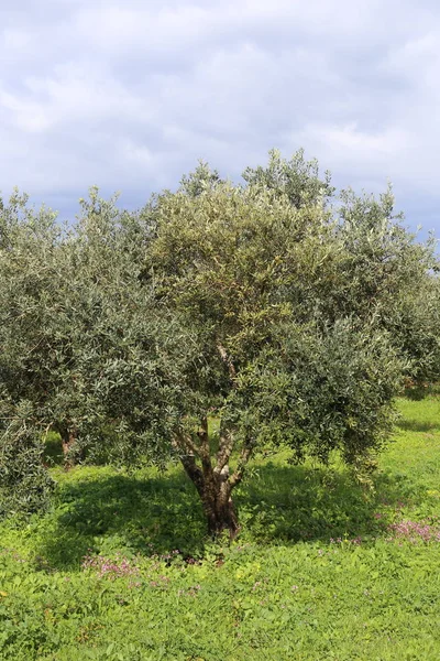 Piante Primaverili Fiori Nel Nord Dello Stato Israele — Foto Stock