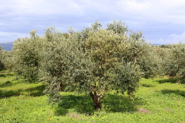 Piante Primaverili Fiori Nel Nord Dello Stato Israele — Foto Stock