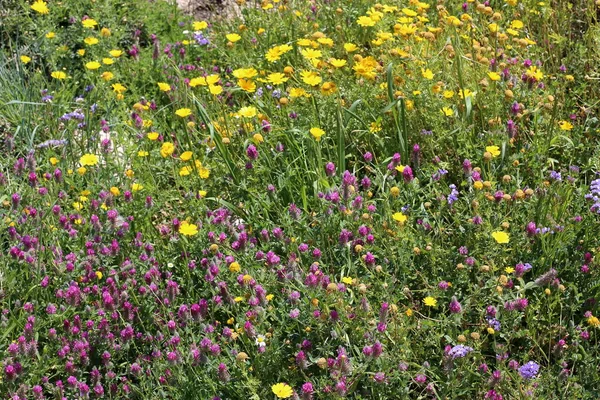 Fjäder Växter Och Blommor Norra Delen Staten Israel — Stockfoto