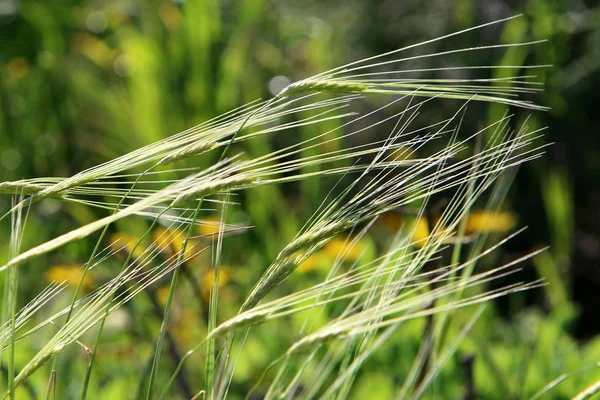 Lente Planten Bloemen Het Noorden Van Staat Israël — Stockfoto