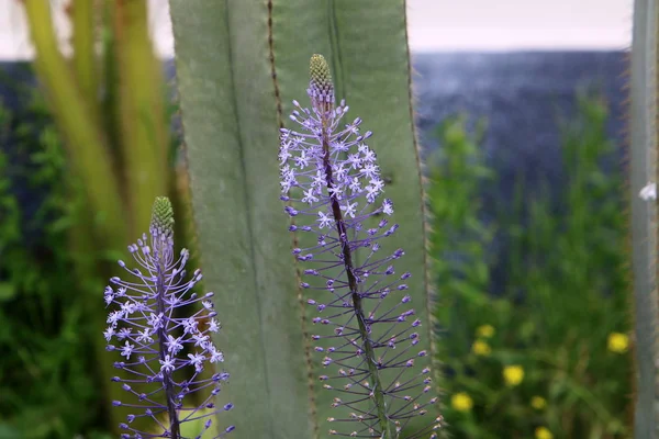 Fjäder Växter Och Blommor Norra Delen Staten Israel — Stockfoto