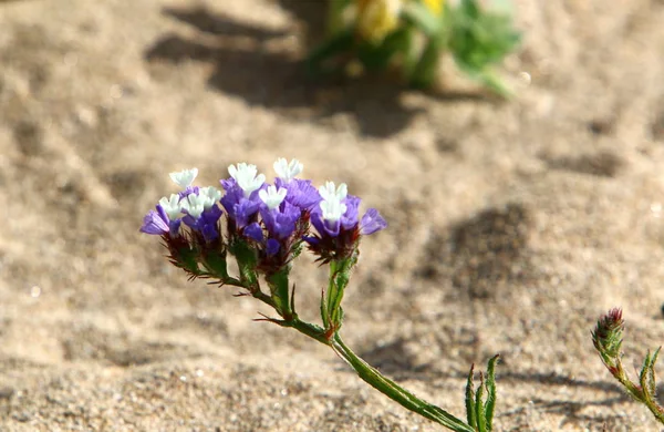 Frühlingspflanzen Und Blumen Norden Des Bundesstaates Israel — Stockfoto