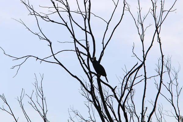 வடக வசந வரங — ஸ்டாக் புகைப்படம்