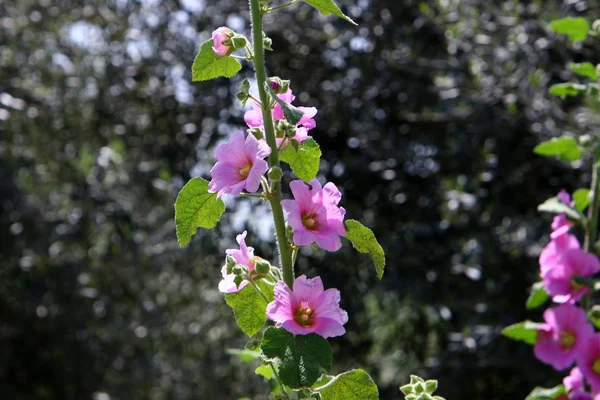 イスラエルの州北部の春の植物と花 — ストック写真