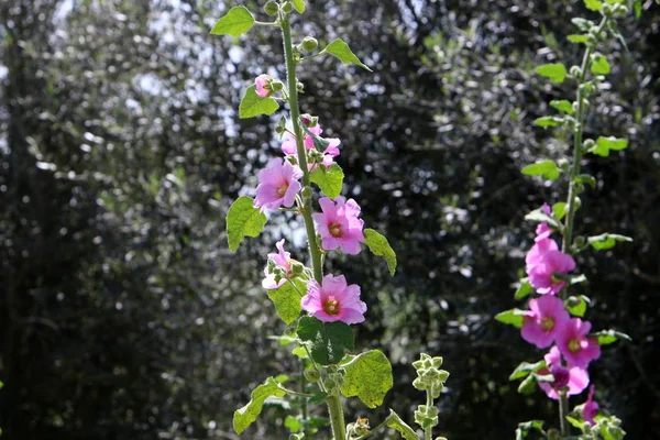 イスラエルの州北部の春の植物と花 — ストック写真