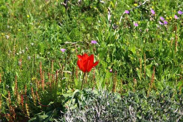 Plantas Primavera Flores Norte Del Estado Israel — Foto de Stock