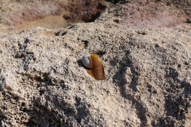 taş doku - katı madde yapısı ve konumu, parçalarının niteliği. 