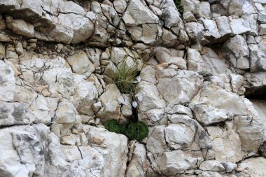 taş doku - katı madde yapısı ve konumu, parçalarının niteliği. 