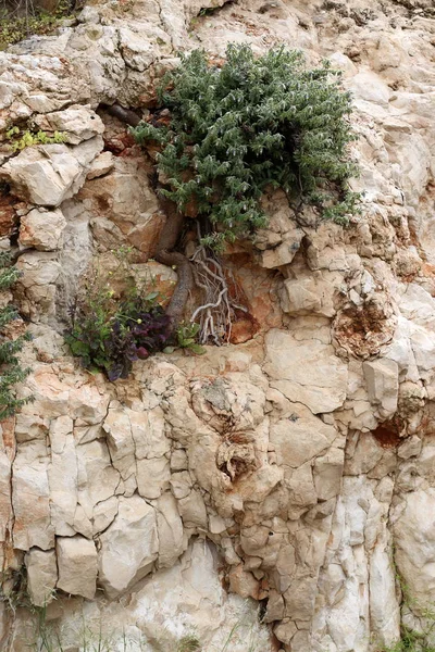 Textura Pedra Natureza Estrutura Uma Substância Sólida Localização Das Suas — Fotografia de Stock