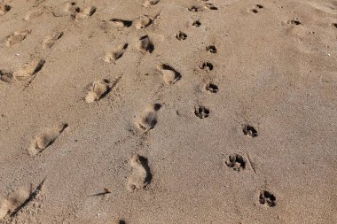Kumdaki Kuzey İsrail'Akdeniz kıyısında 