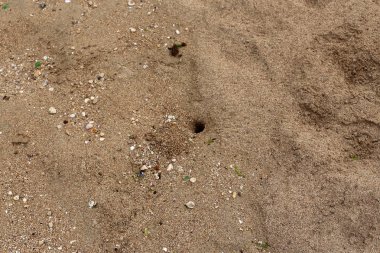 Kumdaki Kuzey İsrail'Akdeniz kıyısında 