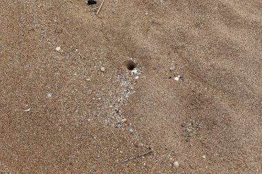 Kumdaki Kuzey İsrail'Akdeniz kıyısında 