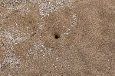 Kumdaki Kuzey İsrail'Akdeniz kıyısında 