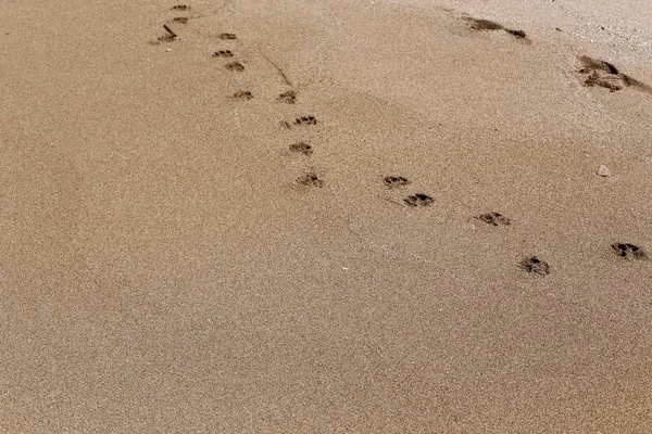 Footprints Sand Shores Mediterranean Northern Israel — Stock Photo, Image