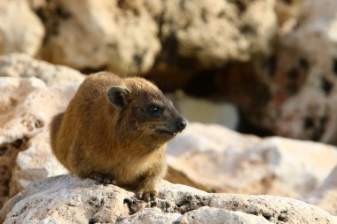 Daman bir taşın üzerinde oturur ve güneşin tadını çıkarır. 