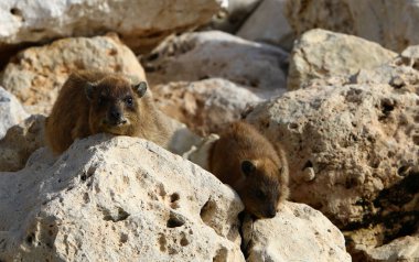 Daman bir taşın üzerinde oturur ve güneşin tadını çıkarır. 