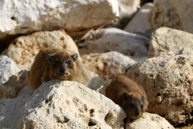 Daman bir taşın üzerinde oturur ve güneşin tadını çıkarır. 