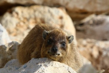 Daman bir taşın üzerinde oturur ve güneşin tadını çıkarır. 