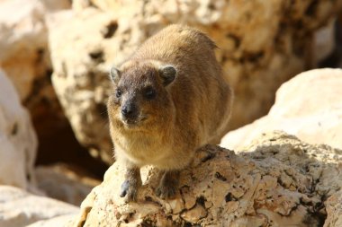 Daman bir taşın üzerinde oturur ve güneşin tadını çıkarır. 