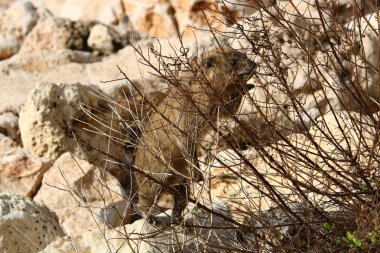 Daman bir taşın üzerinde oturur ve güneşin tadını çıkarır. 