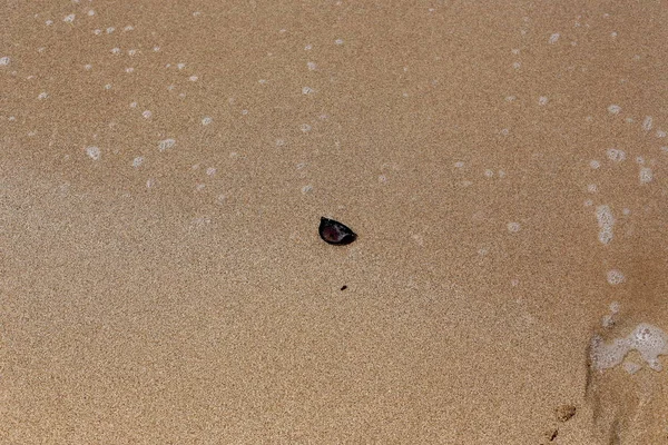 gözlük Akdeniz kıyılarında kumda sahilde yalan 