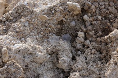 gözlük Akdeniz kıyılarında kumda sahilde yalan 