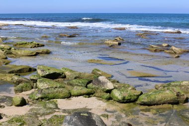 taşlar ve kabuklar Kuzey İsrail'de Akdeniz kıyılarında yalan 