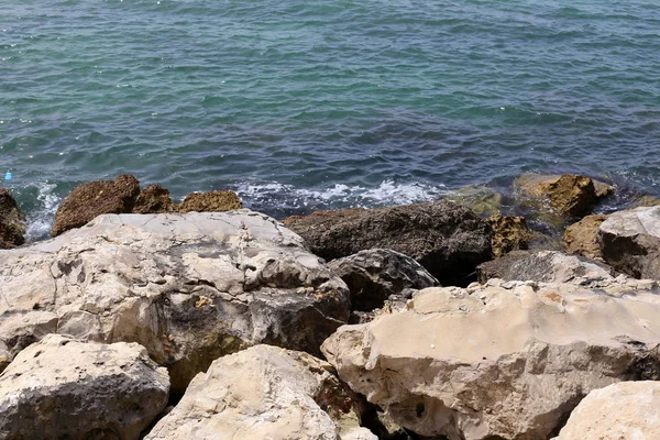 石や貝殻はイスラエル北部の地中海の海岸に横たわっている — ストック写真