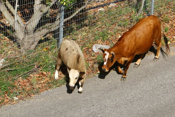 Корова Пасется Зеленом Лугу Севере Израиля — стоковое фото