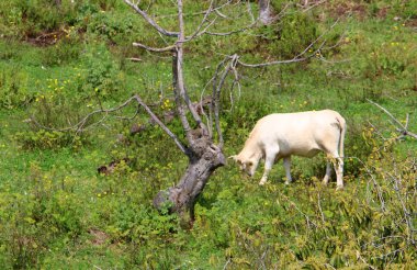 kuzey İsrail'de yeşil bir çayırüzerinde otlatıyor 