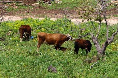 kuzey İsrail'de yeşil bir çayırüzerinde otlatıyor 