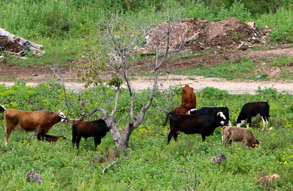 Корови Щеплено Зеленому Лузі Півночі Ізраїлю — стокове фото