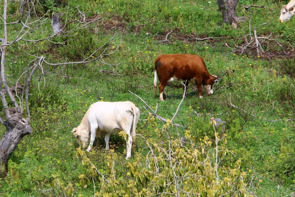 Vaca Pastoreia Prado Verde Norte Israel — Fotografia de Stock