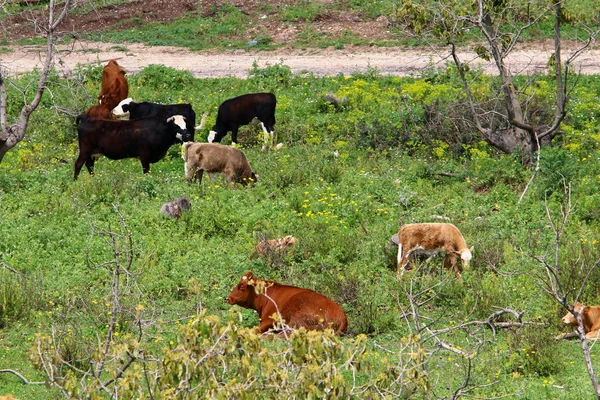 Cow Grazes Green Meadow Northern Israel — Stock Photo, Image