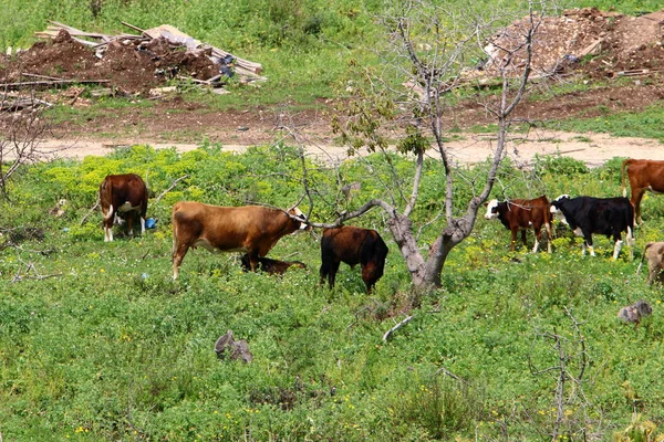 Vaca Pastoreia Prado Verde Norte Israel — Fotografia de Stock