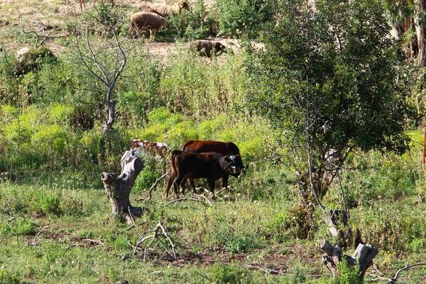 Mucca Pascola Prato Verde Nel Nord Israele — Foto Stock