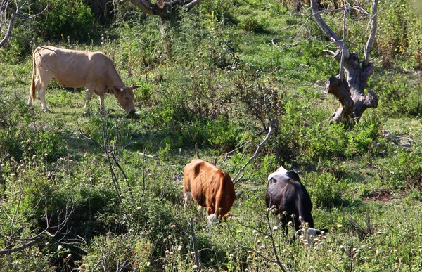 Cow Grazes Green Meadow Northern Israel — Stock Photo, Image