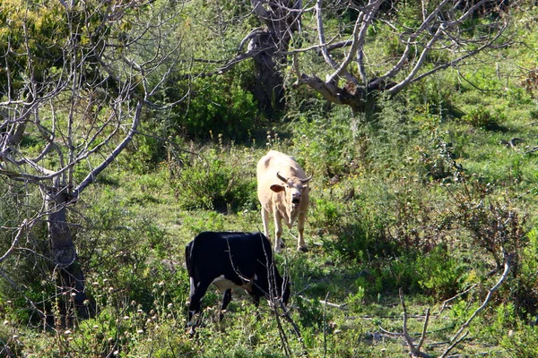 Mucca Pascola Prato Verde Nel Nord Israele — Foto Stock