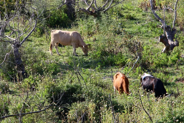 Vacas Pastan Prado Verde Norte Israel —  Fotos de Stock