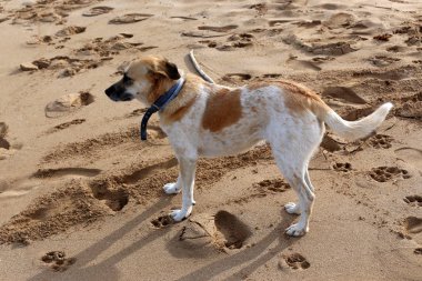 Kumdaki Kuzey İsrail'Akdeniz kıyısında 