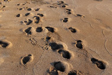Kumdaki Kuzey İsrail'Akdeniz kıyısında 