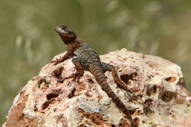 kertenkele büyük kayanın üzerinde oturur ve güneşin altında basks 