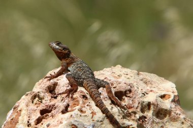 kertenkele büyük kayanın üzerinde oturur ve güneşin altında basks 
