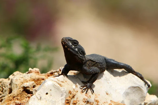 Kertenkele Büyük Kayanın Üzerinde Oturur Güneşin Altında Basks — Stok fotoğraf