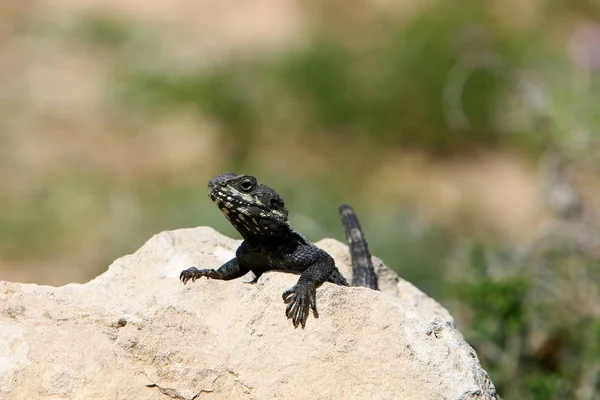 Lagarto Senta Sobre Uma Grande Rocha Banha Sol — Fotografia de Stock