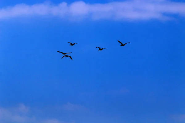 Céu Sobre Mar Norte Israel Nuvens Estão Flutuando — Fotografia de Stock