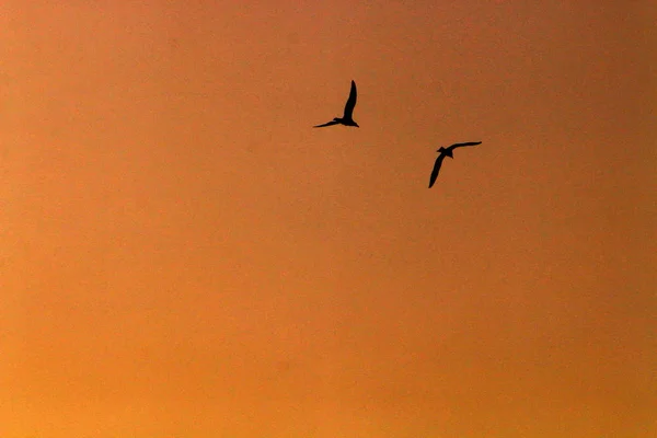 Céu Sobre Mar Norte Israel Nuvens Estão Flutuando — Fotografia de Stock